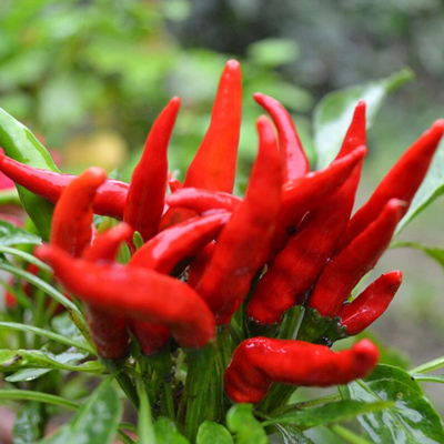 辣椒碎批發(fā)，辣椒碎價(jià)格-青島大豐食品