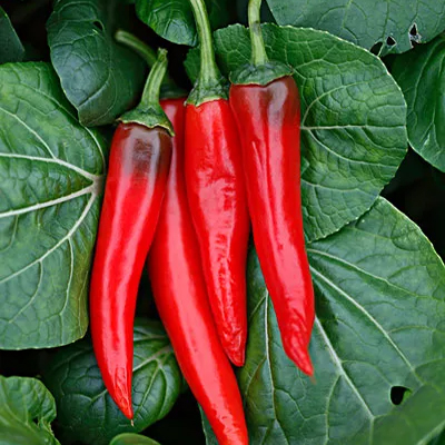 甜椒碎批發(fā)-青島大豐食品